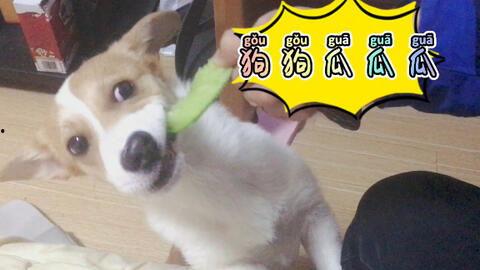 狗吃烂瓜,烂瓜引发的趣味食事