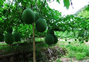 吊瓜的瓜可以吃吗,美味可口的天然美食探索