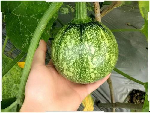 吃小瓜解药吗,吃小瓜能否成为解药？探究其神奇功效与真相