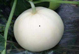 生病可以吃梨瓜,生病时的天然良药，润肺止咳的绿色守护