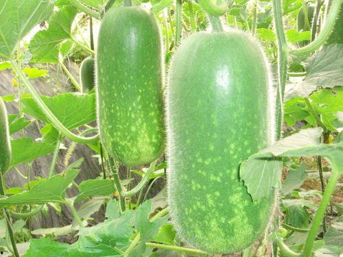 吃瓜观众名称大全,揭秘那些年我们一起“吃瓜”的传奇故事