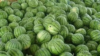 瓜地里还有瓜吃吗