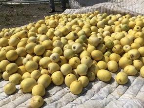 界首东城吃瓜,吃瓜群众的欢乐盛宴