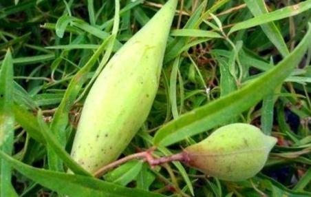 野瓜可以吃吗,天然美味还是潜在风险？