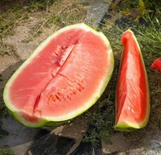 吃瓜哪个市,探寻我国瓜果产业的繁荣与发展”